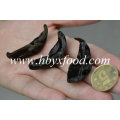 Dehydrated Wood Fungus for Sale